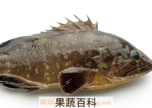 石斑鱼的营养价值及功效