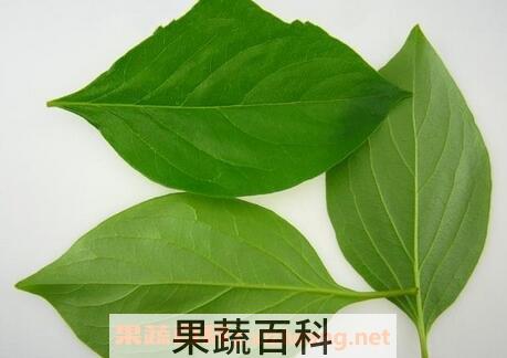 柿子叶的功效作用与食用禁忌