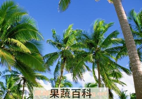 棷子根的作用