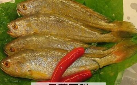 黄瓜鱼的功效与作用及禁忌 天然黄瓜鱼的功效与作用