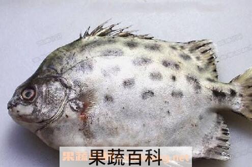金鼓鱼的功效与作用 金鼓鱼怎么吃好