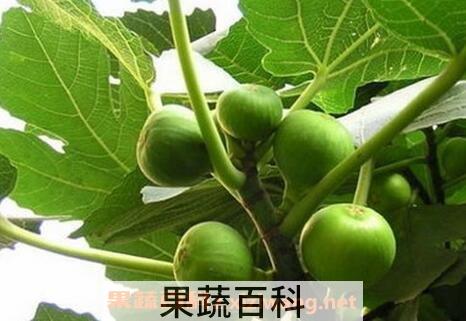 无花果叶的药用功效与作用