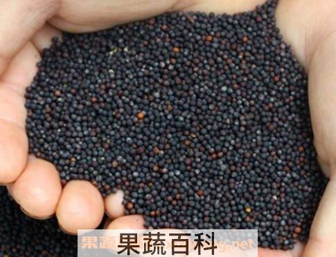油菜籽和白菜籽的区别 油菜籽的功效