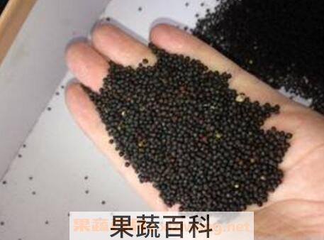 油菜籽和白菜籽的区别 油菜籽的功效