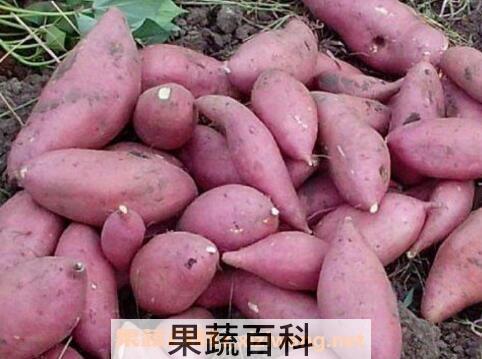 便秘吃什么东西好 便秘吃哪些粗纤维食物