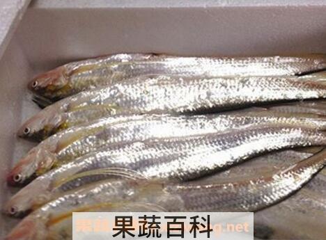  长江刀鱼的营养价值及功效