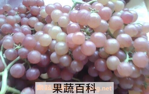 葡萄