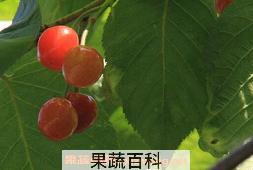 樱桃叶的功效与作用