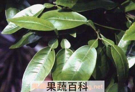 柚子叶的功效与作用及禁忌