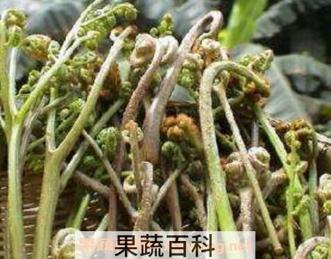 蕨菜根的功效与作用
