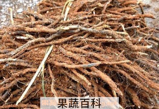 蕨菜根的功效与作用