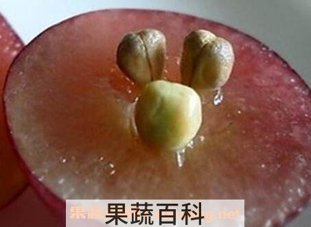葡萄籽的功效与作用及食用方法