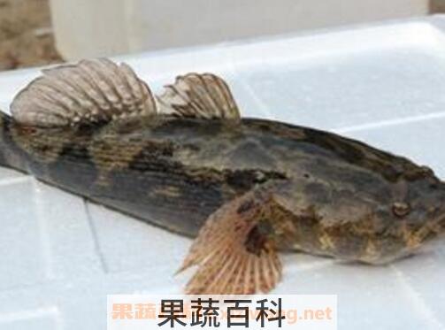 笋壳鱼有何功效与作用