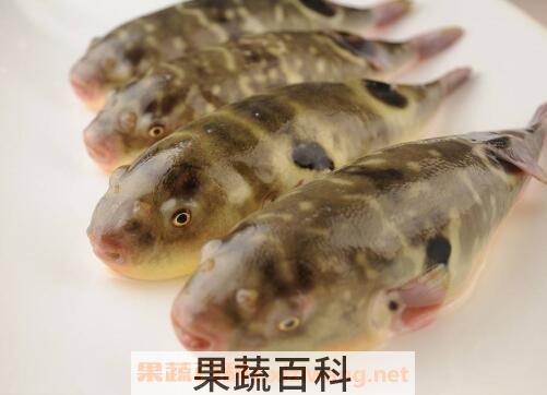 鸡抱鱼的功效