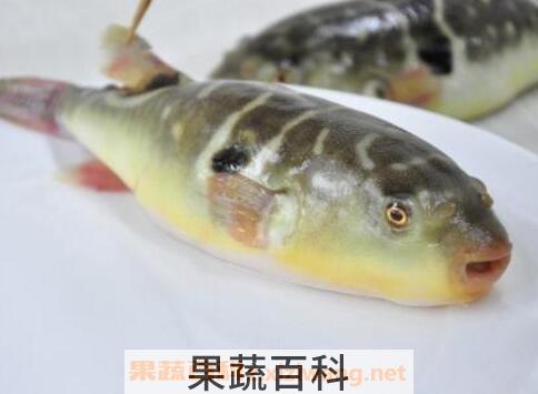鸡抱鱼的功效