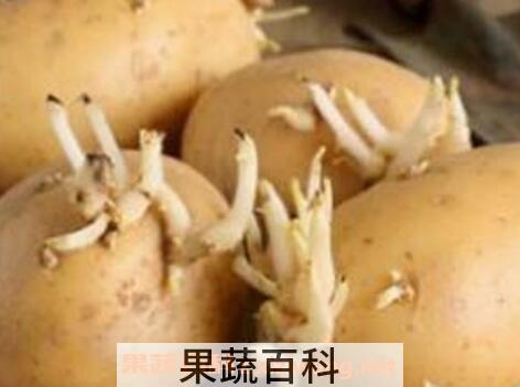 土豆发芽了还能吃吗 吃了发芽土豆怎么解毒