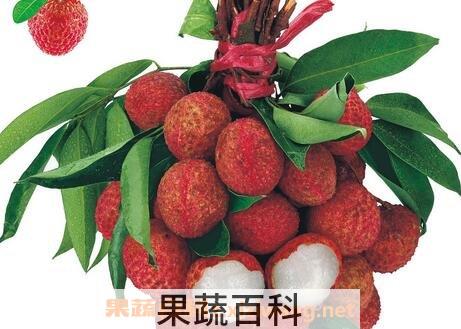 为什么吃荔枝会上火 
