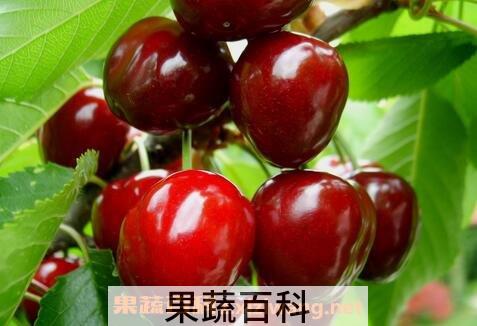 樱桃的功效作用与食用方法