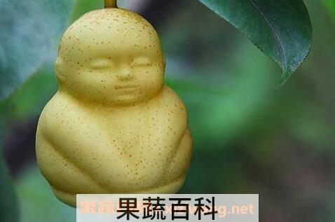 娃娃梨的成因与功效