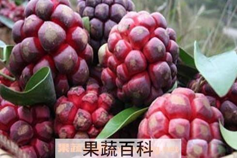 布福娜是什么