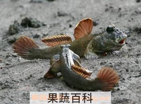 滩涂鱼的功效与作用