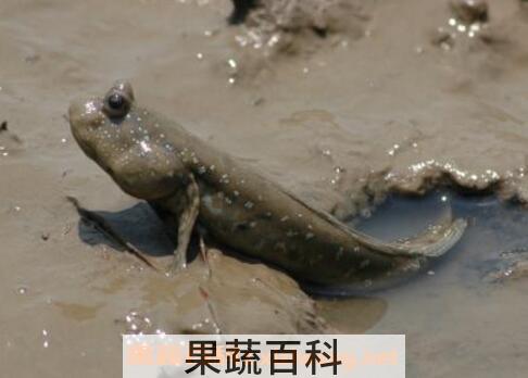 滩涂鱼的功效与作用