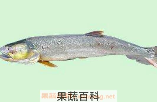 黄钻鱼的营养价值及功效