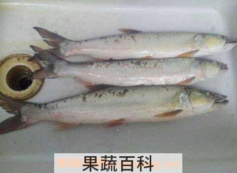 黄钻鱼的营养价值及功效