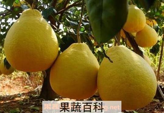 怎么挑选沙田柚