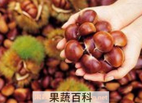 板栗的食疗功效有哪些 