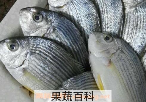 黄墙鱼的作用与功效