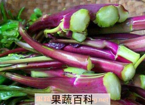 紫菜苔的功效与作用