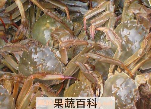 活螃蟹怎么保存 活螃蟹如何让它保活