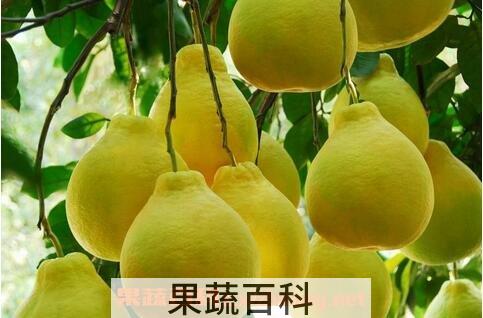柚子的功效