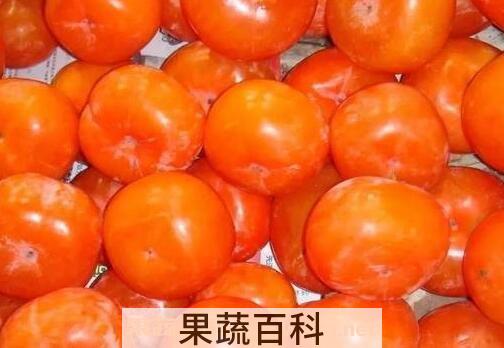  哪些人不能吃柿子