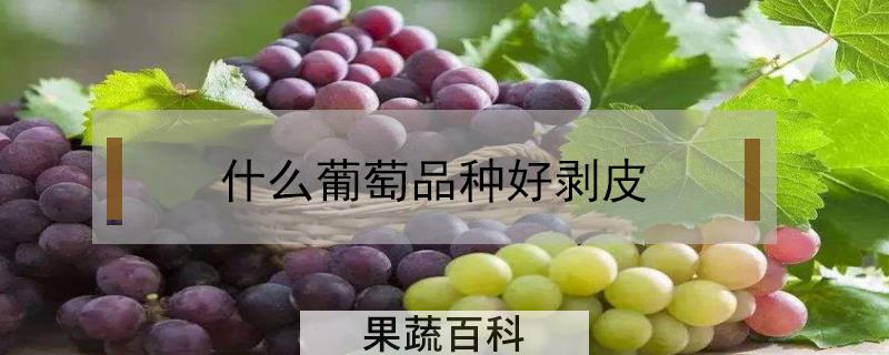 什么葡萄品种好剥皮