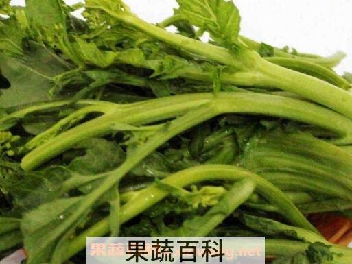 干油菜苔的功效与药用