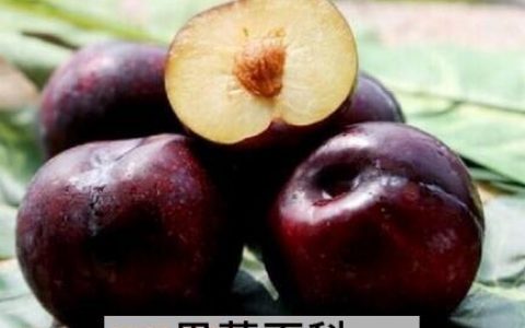 黑布林的营养价值与食用功效 黑布林吃有什么好处