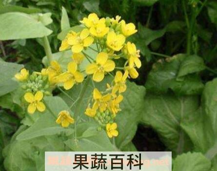 菜苔花有什么营养价值