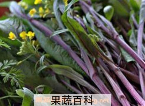 菜苔花有什么营养价值