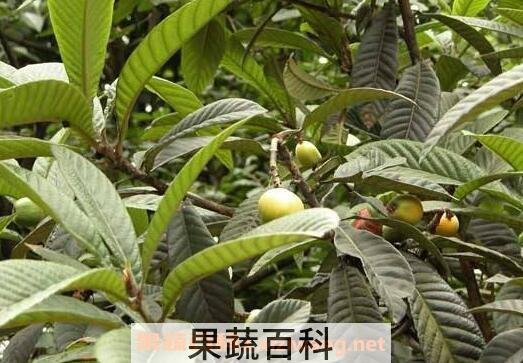 枇杷叶的食用方法 
