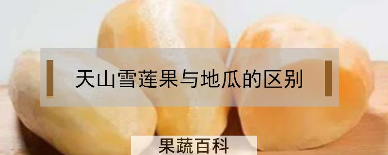 天山雪莲果与地瓜的区别