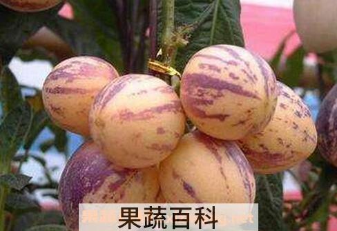 人参果有什么功效 