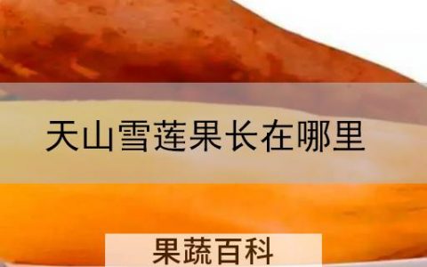 天山雪莲果长在哪里
