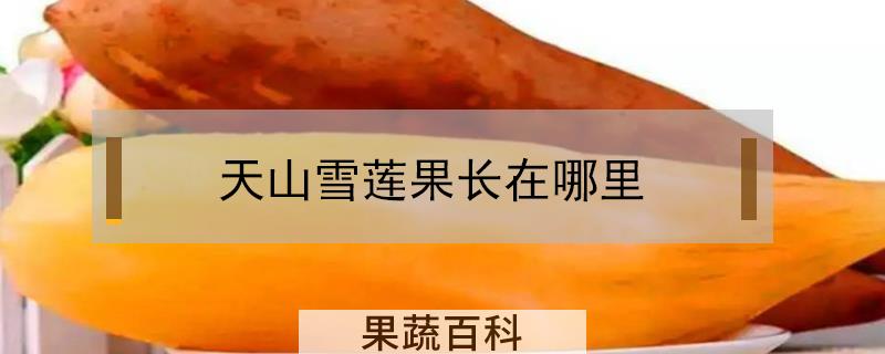 天山雪莲果长在哪里