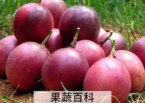 百香果的吃法有哪些 