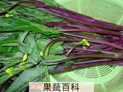 吃紫菜苔有什么好处