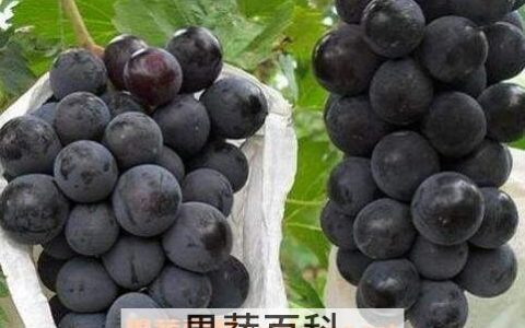 夏黑葡萄怎么辨别 夏黑葡萄选果技术