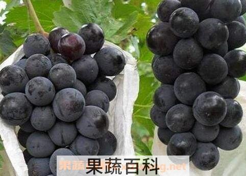 夏黑葡萄怎么挑选