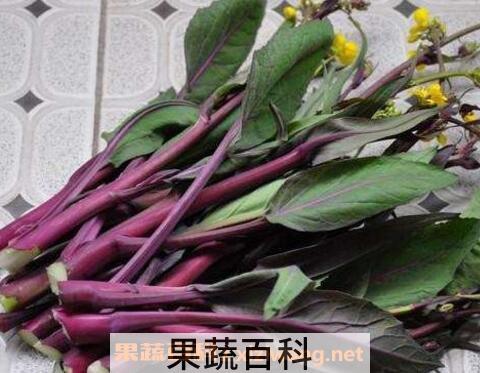 菜苔如何长期保存